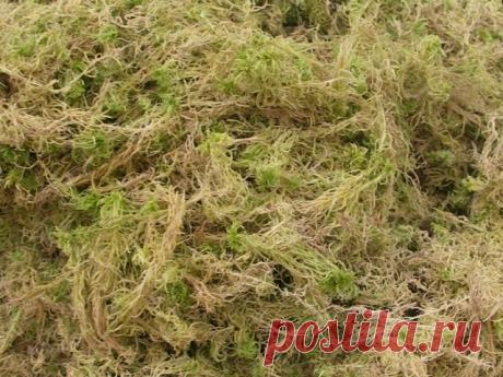 По следам Гаргантюа
Чем пользовались люди разных эпох до изобретения туалетной бумаги