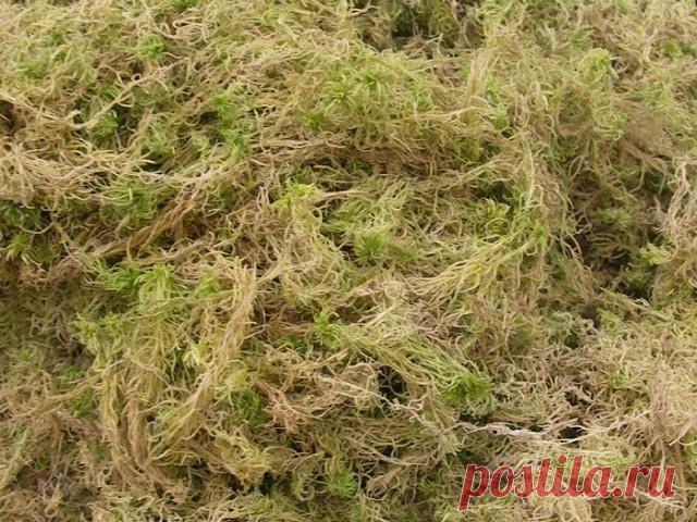 По следам Гаргантюа
Чем пользовались люди разных эпох до изобретения туалетной бумаги