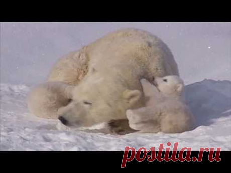 ▶ POLAR BEAR LOVE: Cute polar bear cubs lovin' up their mamma - YouTube