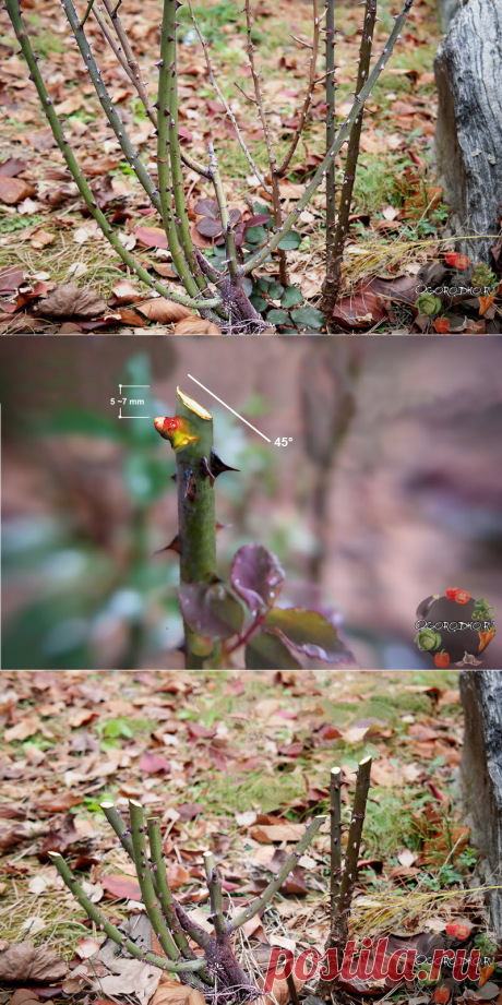 Как обрезать розы на зиму – сроки, пошаговая инструкция для всех видов роз + фото