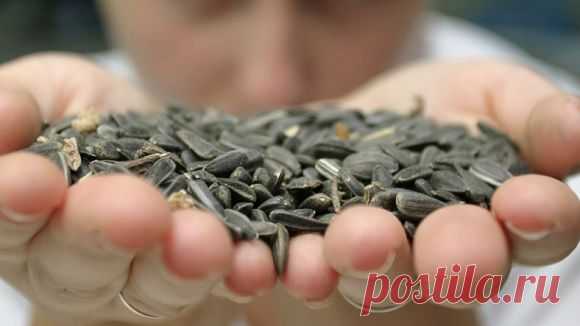 Лечение подсолнечными семечками |