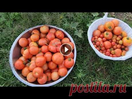 ПРОГУЛКА В ОГОРОД/ ЖИЗНЬ В ДЕРЕВНЕ/США #жизнь #еда #деревня...