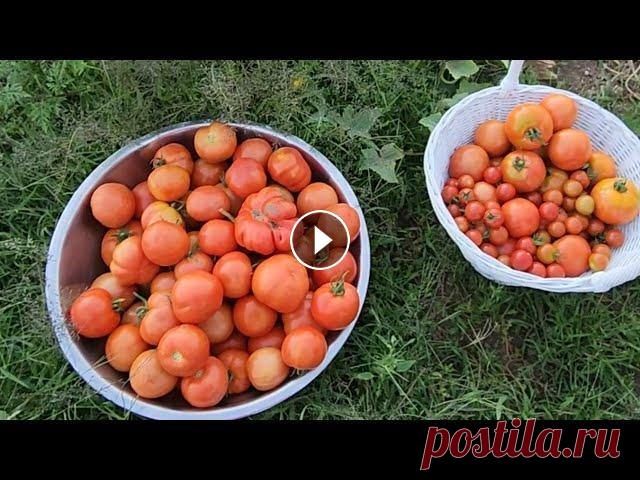 ПРОГУЛКА В ОГОРОД/ ЖИЗНЬ В ДЕРЕВНЕ/США #жизнь #еда #деревня...