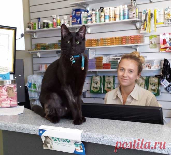 Vet Clinic Saves Cross-eyed Cat Abandoned on Doorstep, Cat Returns the Favor. - Love Meow