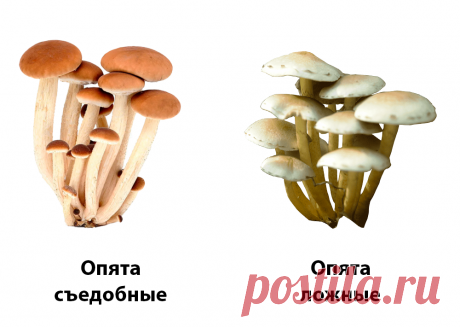 Как отличить ложные опята от съедобных? | В лес по грибы | Яндекс Дзен