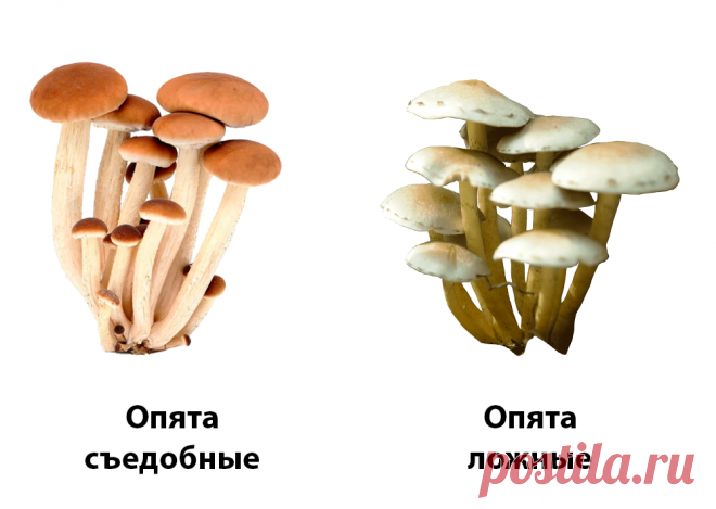 Как отличить ложные опята от съедобных? | В лес по грибы | Яндекс Дзен