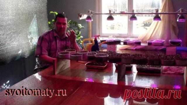 Валерий : "Рассада томатов за 35 дней часть 1" - zelovskaya1949@mail.ru - Почта Mail.Ru