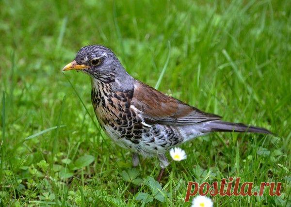 Фото Без названия. Альбом Птицы - 69 фото. Фотографии Ольга Вдовина.