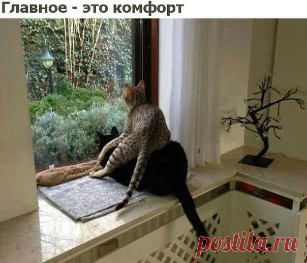 Зашел мужик в антикварную лавку)) Одесса, ночь, улица: — Мадам, кошелёк или жизнь? — Шо значит «или»?! Уже берите меня всю!

— Привет, дорогая, ты все порхаешь! — Да, нет, уже – залетела…

Жена канючит: — Что-то настроения с самого ут…