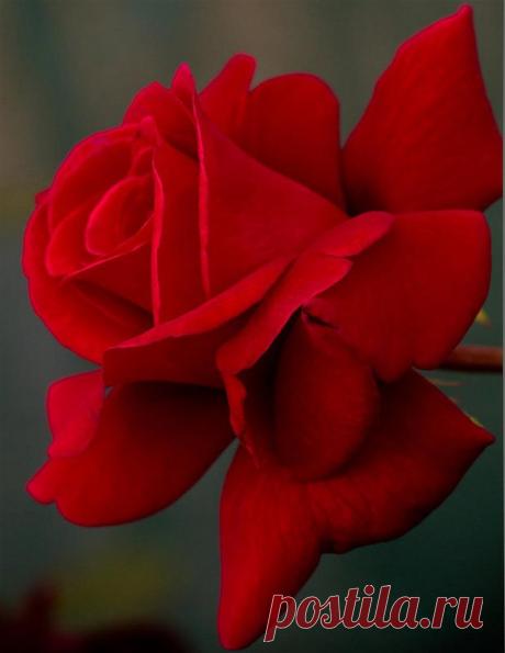 Письмо «сообщение Schamada : Очаровательные розы фотографа Jack o' Lantern (21:50 12-05-2014) [3907317/324332725]» — Schamada — Яндекс.Почта