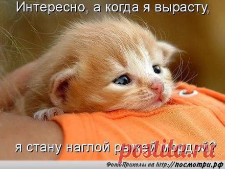 (4) Одноклассники