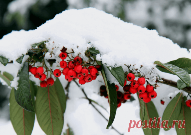 Календарь сезонных работ в саду: декабрь - Planetalsad