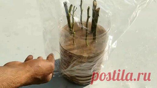 Размножение розы черенками. Показываю свой метод | Дела огородные | Дзен