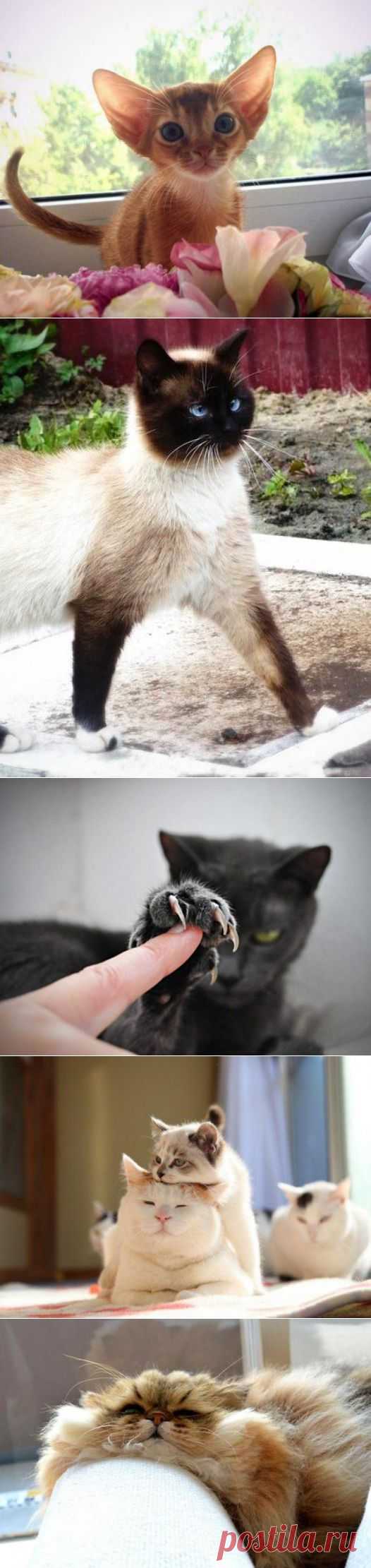 Грозные и нежные...