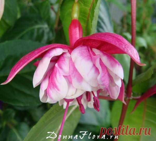 Фото Achilles Tops, альбом Фуксии - 86 фото | Фотографии Светланы Чишиной.