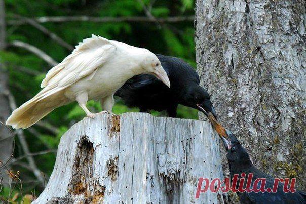 Белая ворона