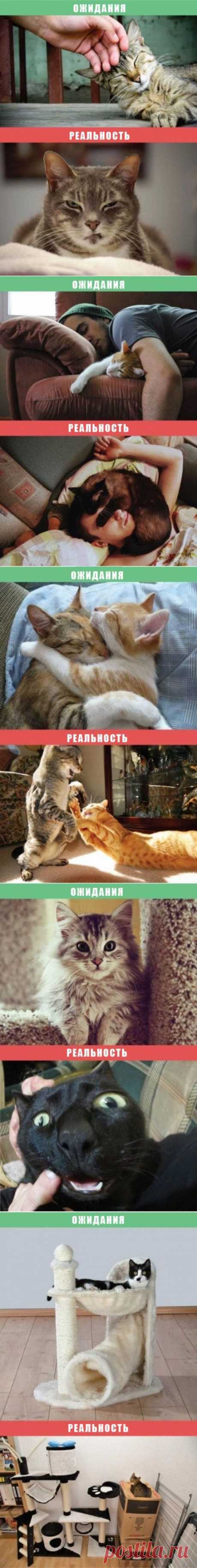 Жизнь с кошкой: ожидания vs. реальность (10 фото)