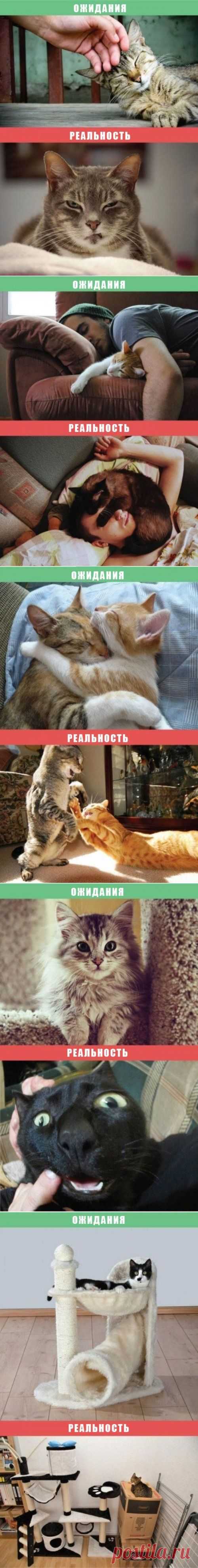 Жизнь с кошкой: ожидания vs. реальность (10 фото)