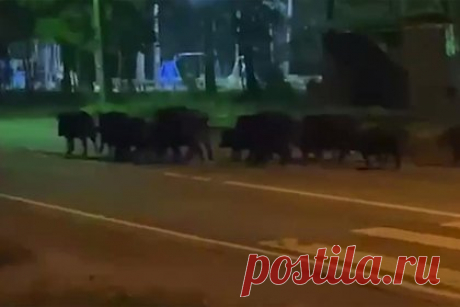 Дикие кабаны заполонили российский регион. Диких кабанов заметили в поселке Рахья Всеволожского района Ленинградской области. На кадрах видно, как стадо кабанов бежит по проезжей части. Среди диких свиней были как взрослые, так и молодые особи. Отмечается, что кабаны не в первый раз появляются в населенных пунктах российского региона.
