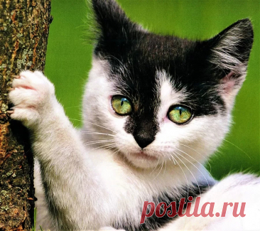 Домик для кошки в домашних условиях Коты - Журнал советов
