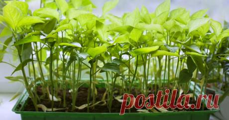 Какие овощи и зелень стоит выращивать на подоконнике Главное — правильное размещение.
