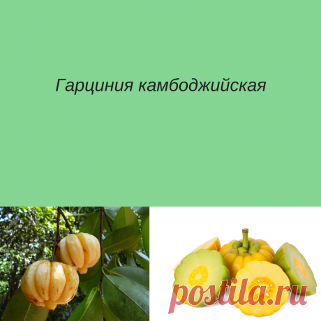 Гарцинией камбоджийской называется вечнозеленое растение из семейства зверобойных. Ареал распространения его – Индонезия, Индия, Африка, Южная Азия. По внешнему виду плоды гарцинии похожи на небольшие тыковки светло-желтого или зеленого цвета с тонкой кожицей. Мякоть плодов имеет сладковатый вкус с чуть заметной кислинкой, ее часто применяют в Таиланде и Южной Индии как приправу для салатов, консервант для рыбы или как средство для улучшения пищеварения.