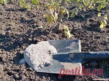 Хотите собирать рекордные урожаи с плодовых деревьев и кустов? Тогда внесите это удобрение. В качестве удобрения можно задействовать птичий помет или мочевину.