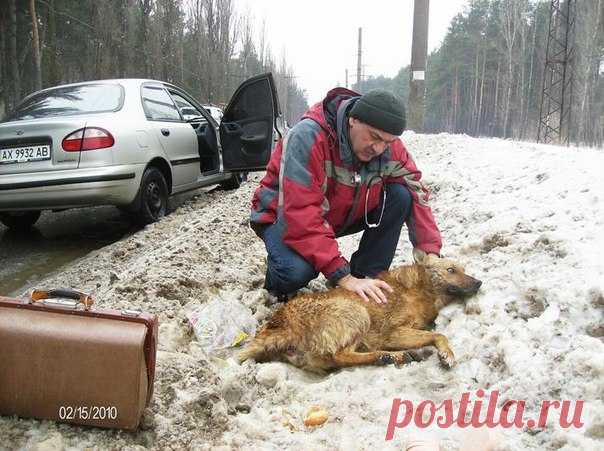 Пожалуйста ! Вы поможете погибающему животному,и Судьба будет добрее к Вам.