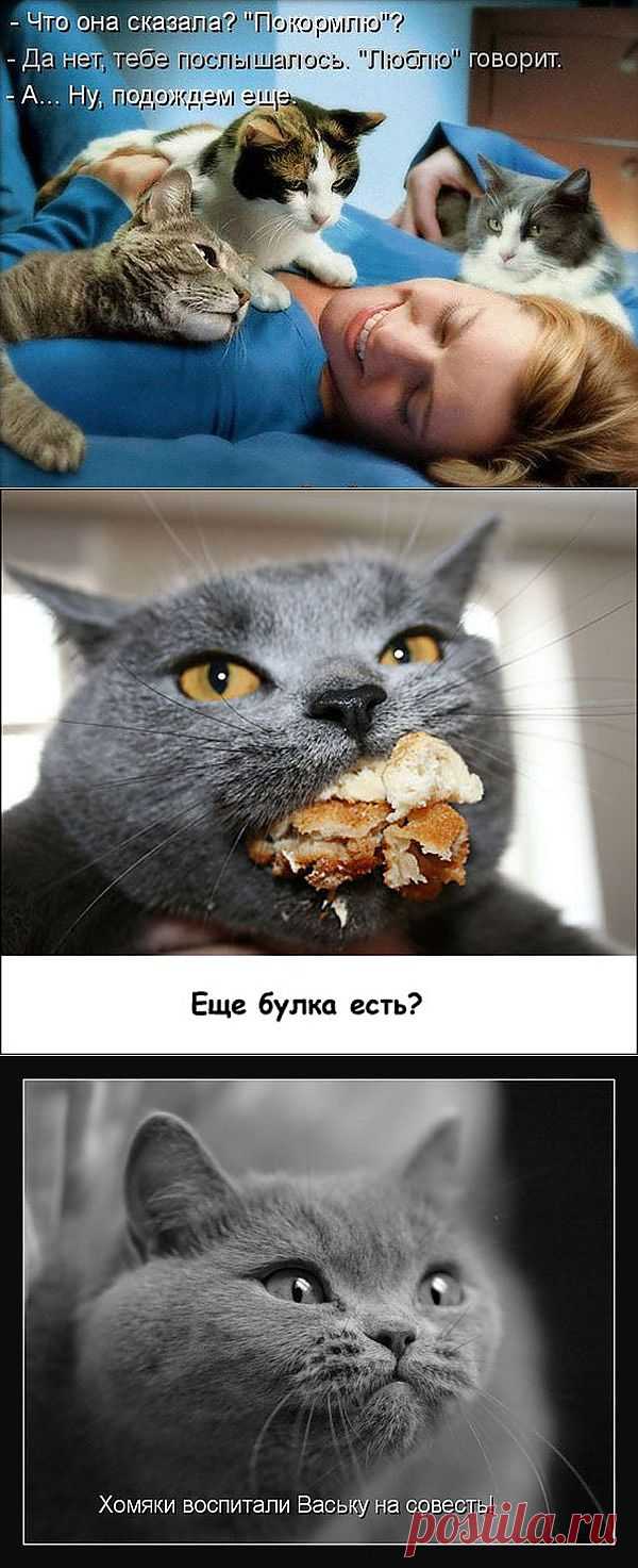 Лучшие Котоматрицы с кошками