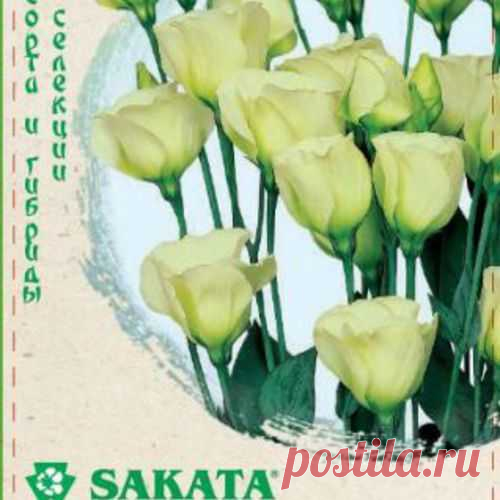 Семена. Эустома 