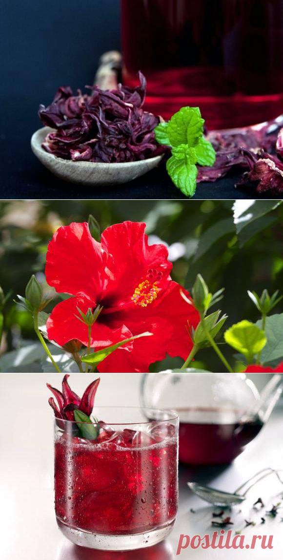 (+1) тема - Каркаде: польза, противопоказания, способы заваривания | Среда обитания