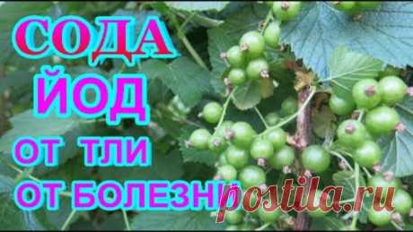 (74) Одноклассники