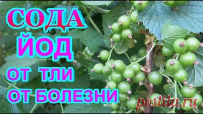 (74) Одноклассники