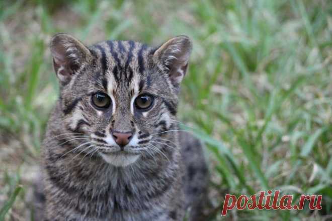 Кошка-Рыболов или Виверровый кот: 25+ фото Крапчатой, цена