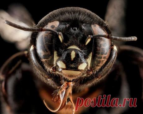 Очень качественные макро-фотографии глаз насекомых крупным планом. 