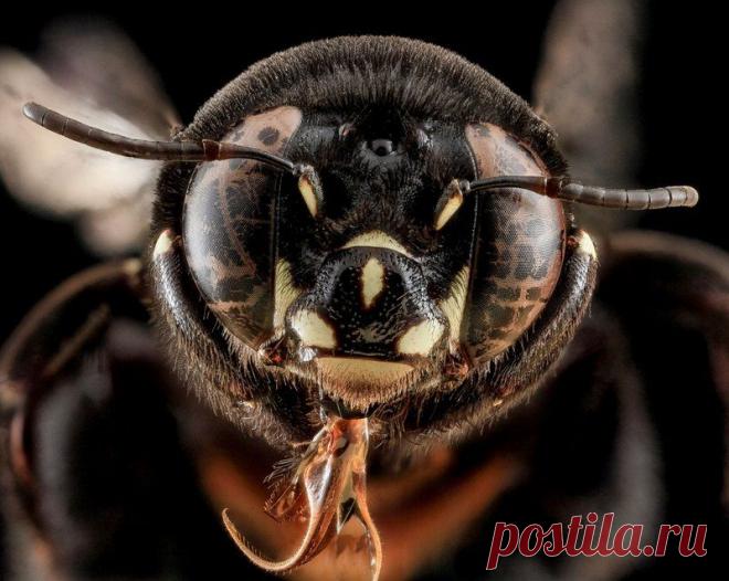 Очень качественные макро-фотографии глаз насекомых крупным планом. 