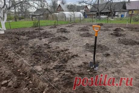 Что посадить после фасоли: об этом обязан знать каждый огородник. Огородники часто недооценивают фасоль, считая её обычной культурой для грядки.