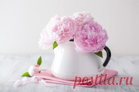 Обои :: природа, for you, with love, цветы, pink flowers