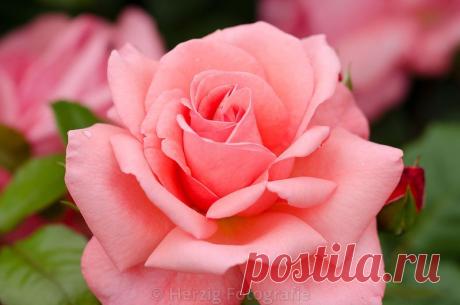 Письмо «сообщение Schamada : Очень красивые фотографии из Парка роз в Баден-Баден /Германия (02:47 29-05-2014) [3907317/326070406]» — Schamada — Яндекс.Почта