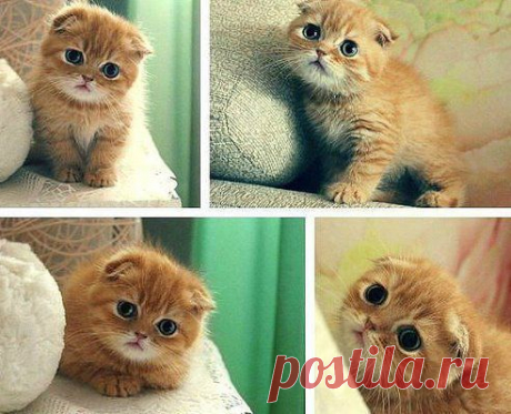 Кот из Шрека существует)))