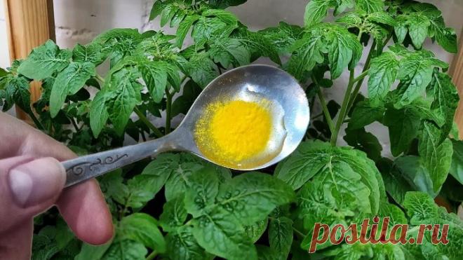 Обязательно Дайте 1 Ложку под любую рассаду и она растет очень толстая, низенькая и коренастая!