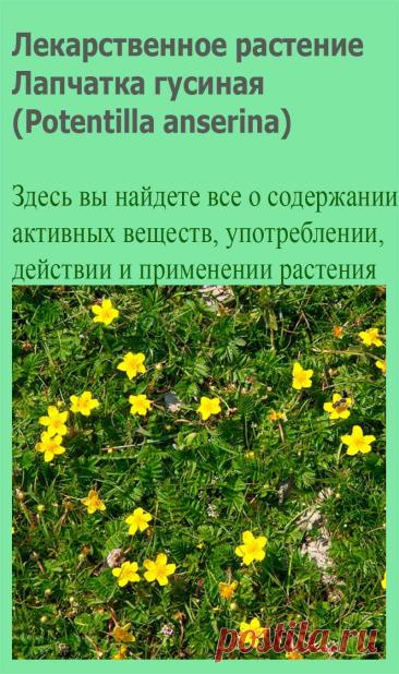 Лекарственное растение Лапчатка гусиная (Potentilla anserina). Многолетнее низкое растение с тонкими ползучими, часто красного опенка стеблями, которые в узлах укореняются и могут достигать длины 80 см. Прикорневые листья длиной до 20 см, многораздельно-перистые; листочки глубокопильчатые, сверху зеленые, снизу с белым шелковистым опушением.