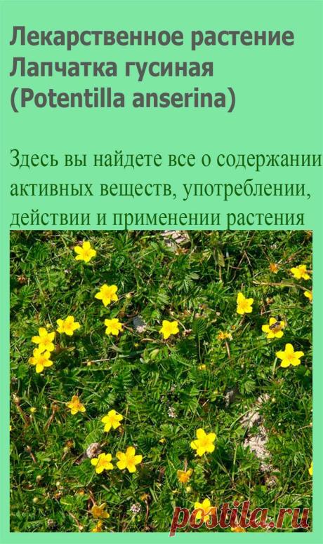 Лекарственное растение Лапчатка гусиная (Potentilla anserina). Многолетнее низкое растение с тонкими ползучими, часто красного опенка стеблями, которые в узлах укореняются и могут достигать длины 80 см. Прикорневые листья длиной до 20 см, многораздельно-перистые; листочки глубокопильчатые, сверху зеленые, снизу с белым шелковистым опушением.
