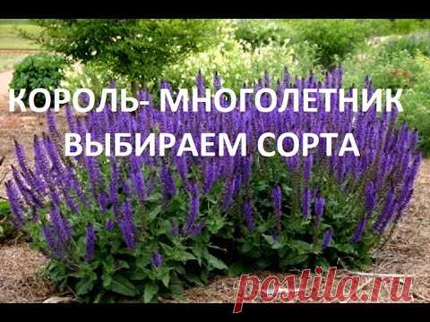 ЛУЧШИЙ МНОГОЛЕТНИК для САДА. САМЫЕ КРАСИВЫЕ низкорослые  СОРТА . НОВИНКИ!!!  ГДЕ КУПИТЬ? .