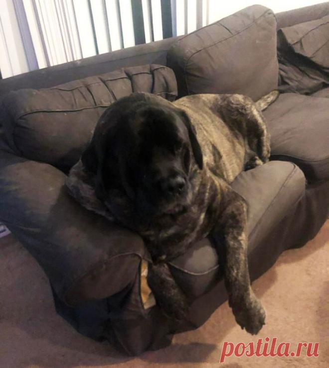 20 дальних родичей Цербера