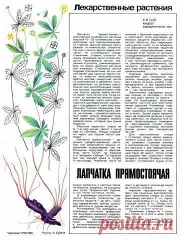 Лапчатка прямостоячая