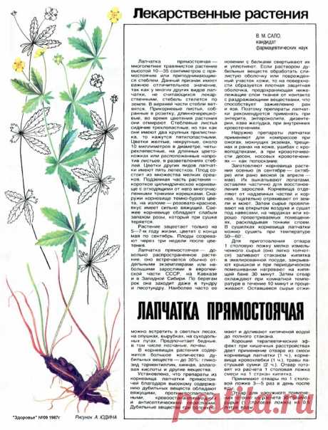 Лапчатка прямостоячая