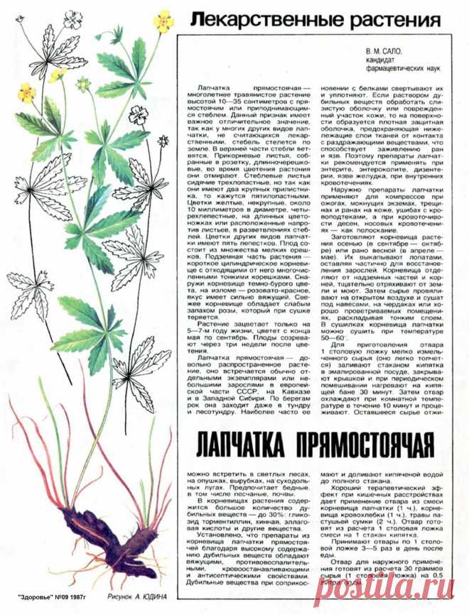 Лапчатка прямостоячая