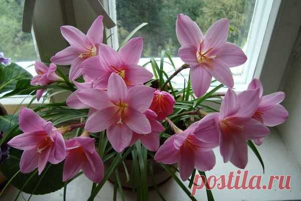 Почему зефирантес называют "выскочкой"?