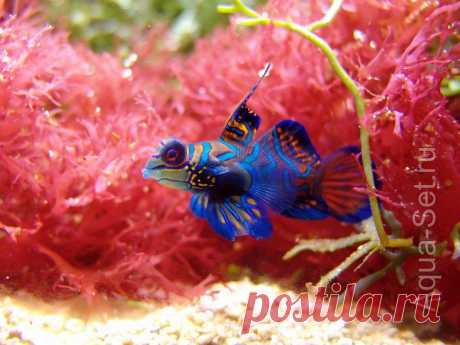 Рыбка мандаринка - Synchiropus splendidus